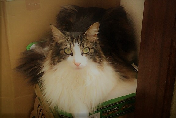 川口市 フェルゼン君 猫 初回訪問 キャットシッター