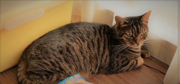 川口市 キジトラ うにやんちゃん 実は、、、 キャットシッター 初回訪問