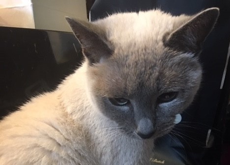 3匹のレディたち 　初回訪問