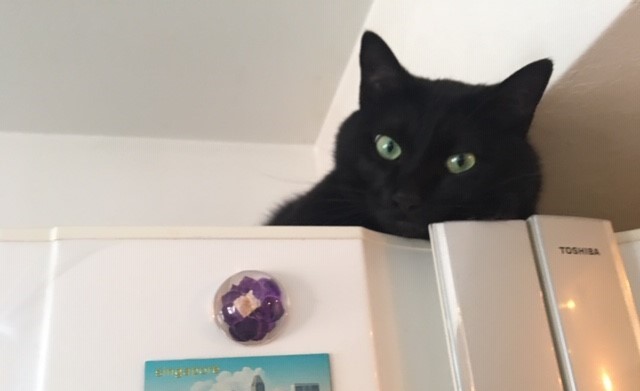 愛用の猫ブラシ