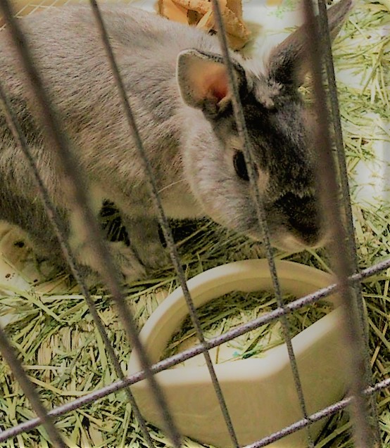 川口市 うさぎ ちゃんこ君 ペットシッター