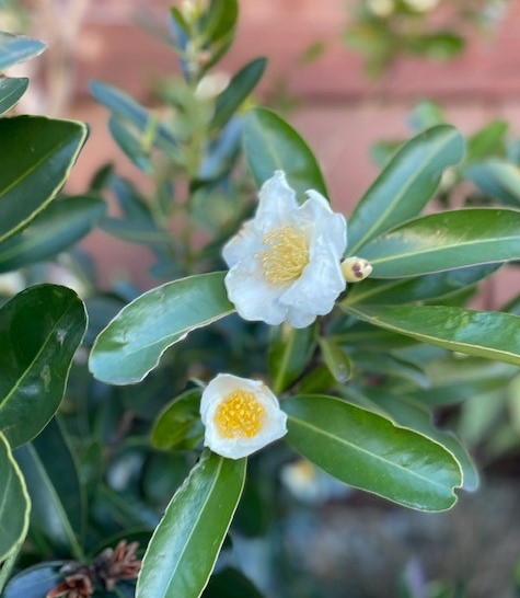 2022年1月と2月のお休み