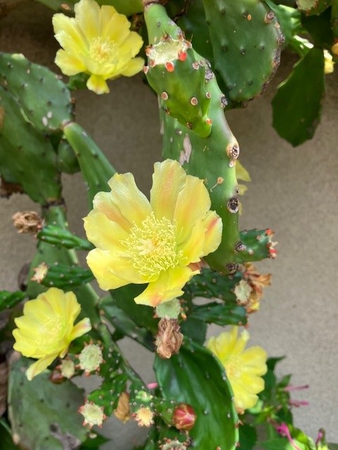 7月のご予約受付を締め切りました