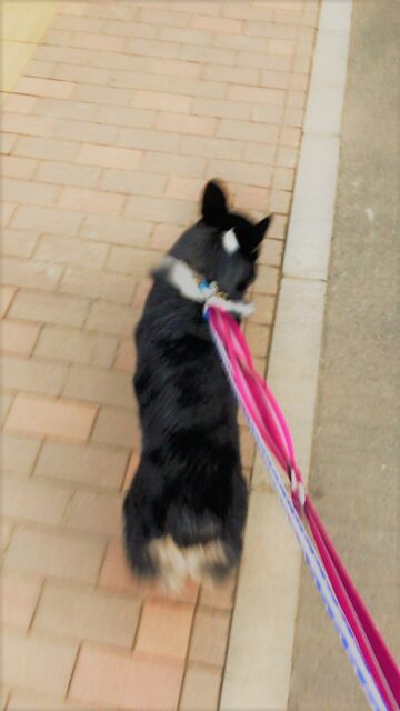 越谷市 犬 大和君 かまってー! ペットシッター