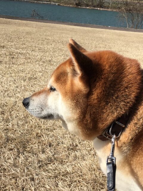 お散歩代行サービス