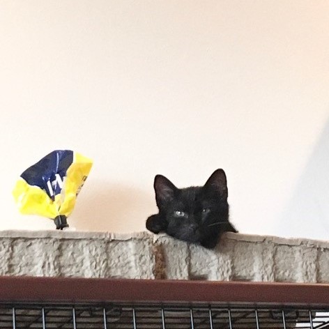 猫との防災を考えよう