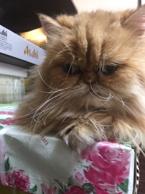 お留守番レポート　3匹のレディ達