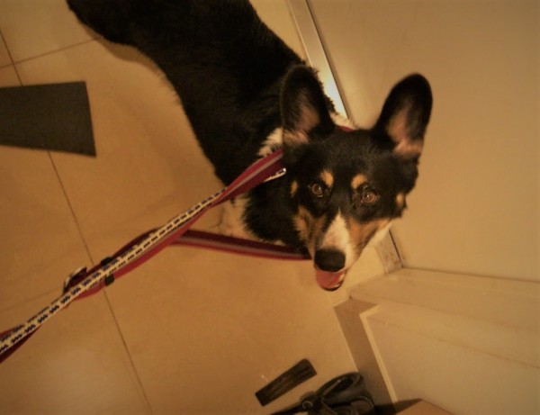 越谷市 大和君 もう動けません? ペットシッター