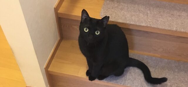 トワちゃん　タクミ君　初回訪問