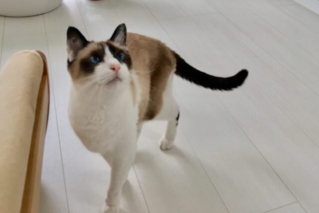 お留守番レポート　ペトラちゃん