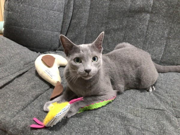 川口市　ロシアンブルー　いーちゃん　初回訪問　やんちゃ