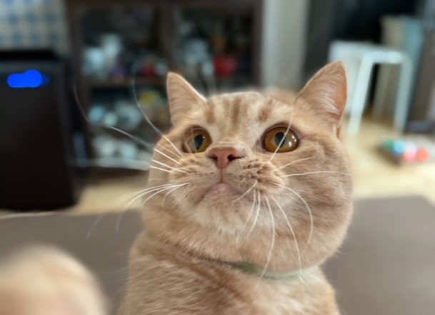 Ginger君のお留守番