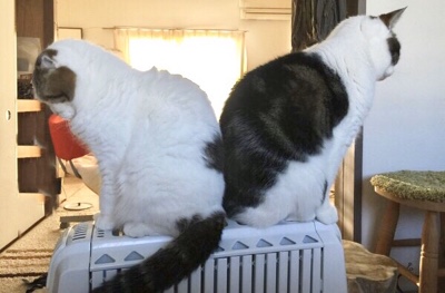 デロンギが好きです