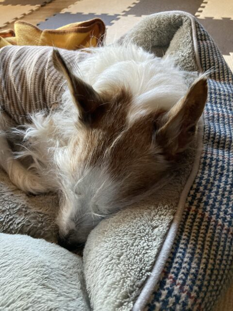 2022.11月のお休み