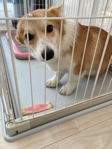 沼津市ペットシッター 定期利用ちくわ君お世話の様子 三島市