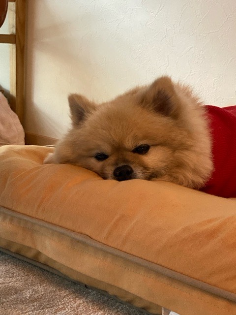 🌟２月.３月受付終了のお知らせ🌟