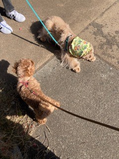 沼津市ペットシッター みんなみんなのお世話の様子 沼津市富士市三島市