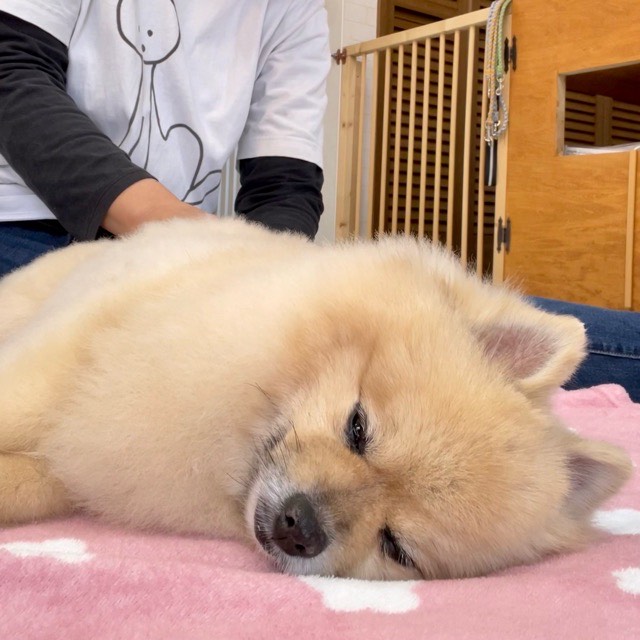 🌟ゴールデンウィークのお知らせ🌟