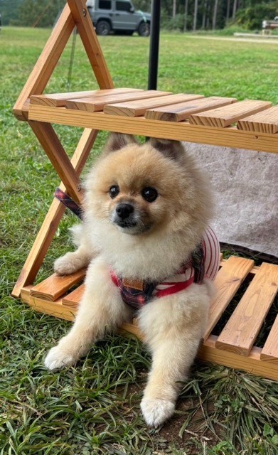 🌟年末年始繁忙期のお知らせ🌟