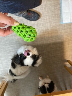 沼津市ペットシッター みんなみんなのお世話の様子 沼津市三島市