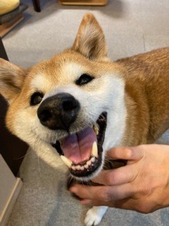 沼津市ペットシッター　みんなみんなのお世話の様子　沼津市三島市長泉町