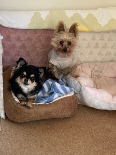 沼津市ペットシッター みんなみんなのお世話の様子 沼津市 三島市 富士市