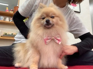 沼津市ペットシッター ワンコもまったりサロンさん発見☆彡