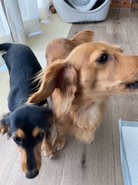 沼津市ペットシッター RIN’ちゃんmocaちゃんお世話の様子 長泉町