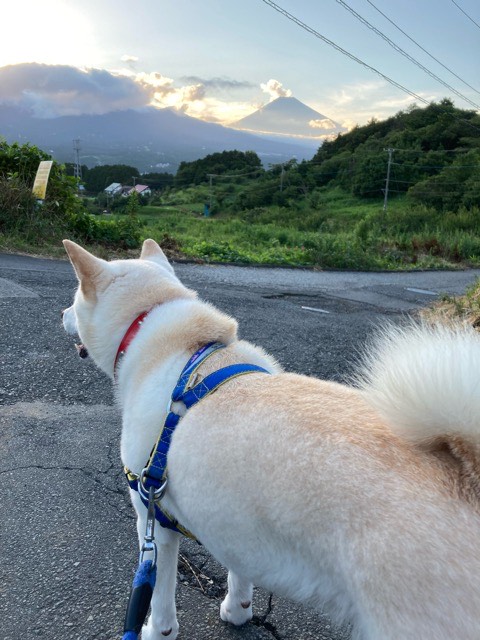 沼津市ペットシッター 白柴ユッキー君 お世話の様子 三島市