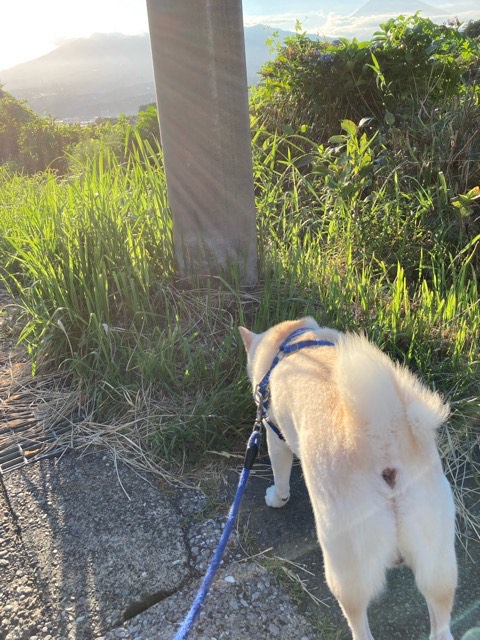 沼津市ペットシッター ユッキー君 お客様の声 三島市