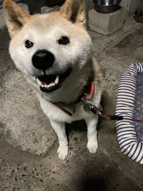 沼津市ペットシッター ハチ君のお世話の様子 沼津市