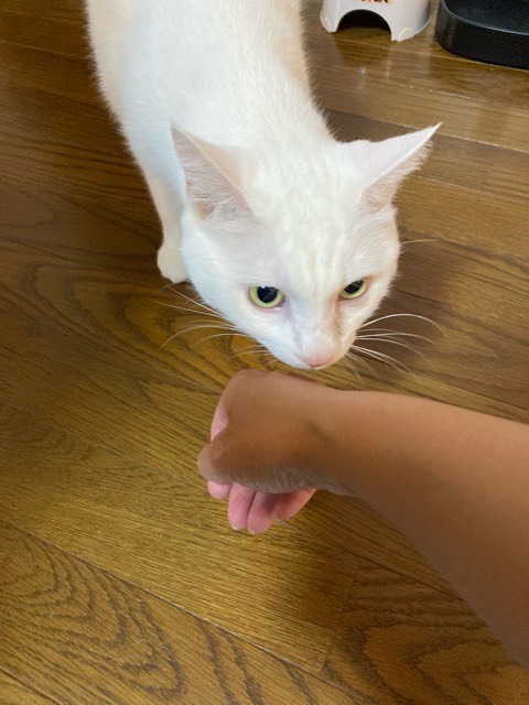 沼津市ペットシッター そらちゃん、まろ君 初回訪問 沼津市