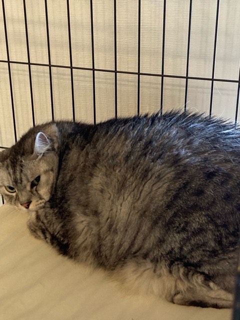 沼津市ペットシッター てっぺい君初回訪問の様子 沼津市