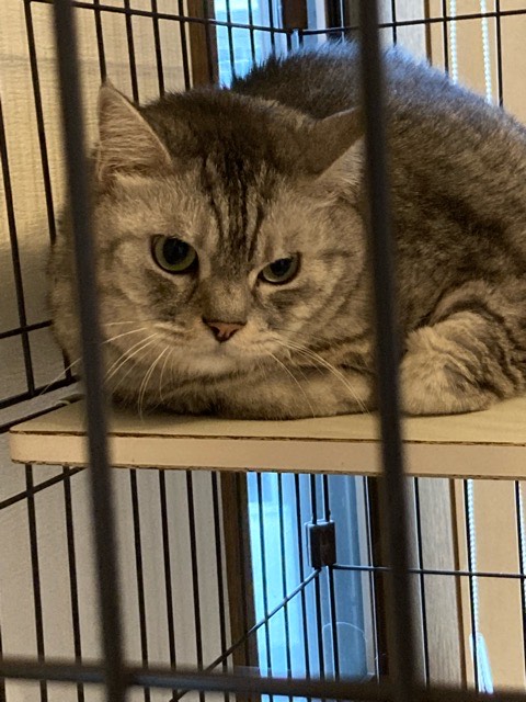 沼津市ペットシッター てっぺい君 お世話の様子 沼津市