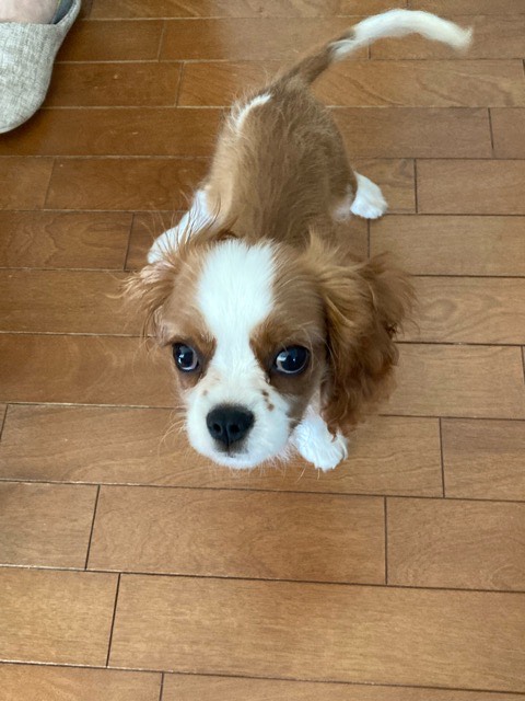 沼津市ペットシッター ニコラ君初回訪問 三島市