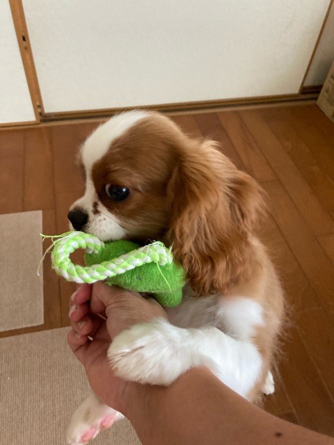 沼津市ペットシッター ニコラ君お世話の様子 三島市