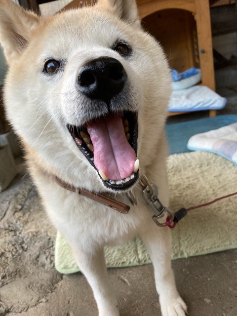 沼津市ペットシッター ハチ君お世話の様子 沼津市