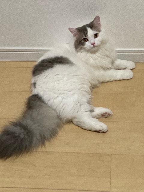 沼津市ペットシッター ぺーた君お世話の様子 沼津市