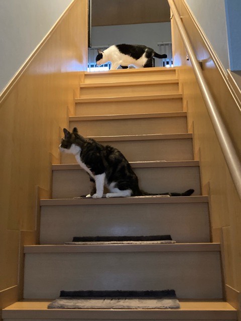 沼津市ペットシッター 猫ちゃん×8 お世話の様子 清水町