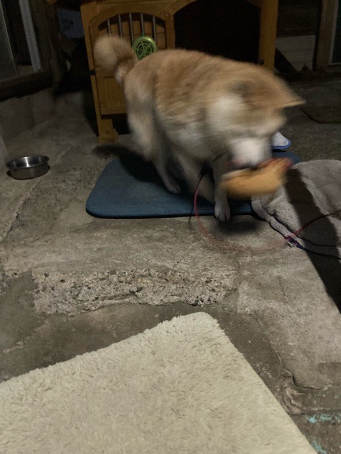 沼津市ペットシッター ハチ君お世話の様子 沼津市