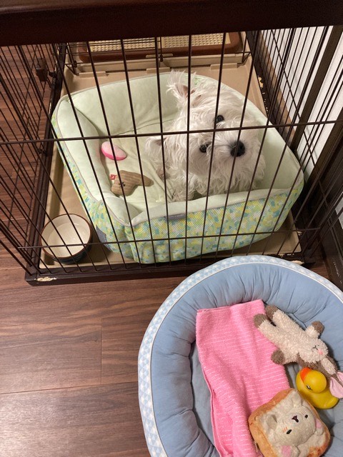 沼津市ペットシッター ウェスティお世話の様子 沼津市