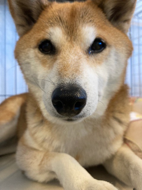 沼津市ペットシッター ふじこちゃん初回訪問 沼津市