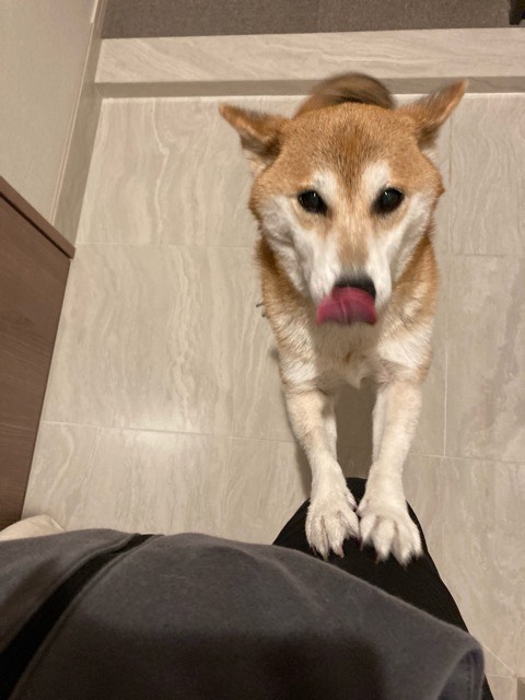 沼津市ペットシッター ふじこちゃんお世話の様子 沼津市