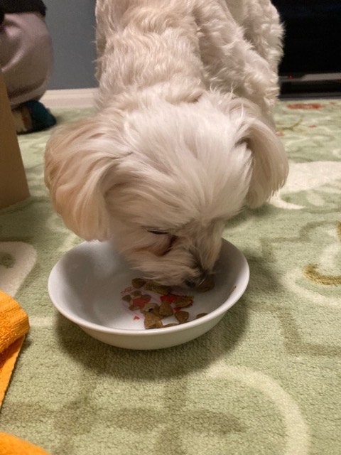 沼津市ペットシッター けんじ君初回訪問 沼津市