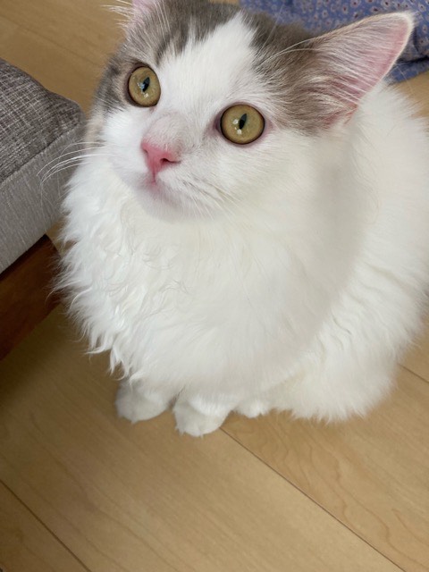 沼津市ペットシッター ぺーた君初回訪問 沼津市