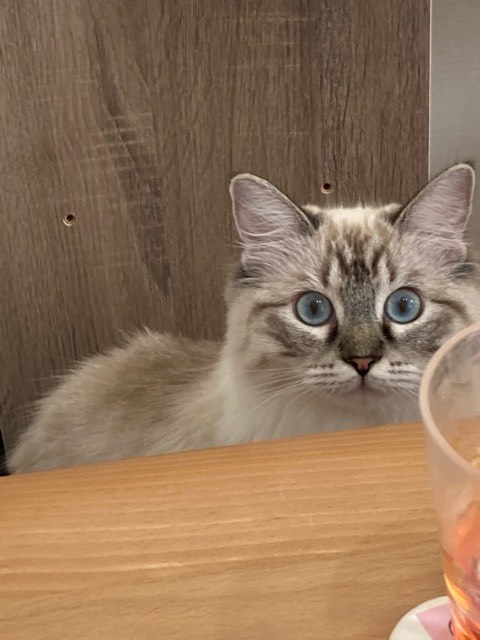 沼津市ペットシッター はる君ルビィちゃん初回訪問 沼津市