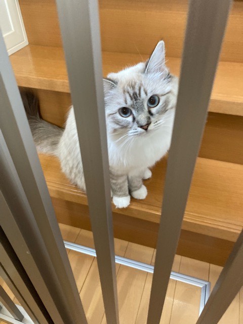 沼津市ペットシッター はる君ルビィちゃんお世話の様子 沼津市