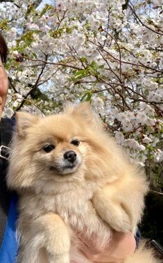 🌟ゴールデンウィークのお知らせ🌟