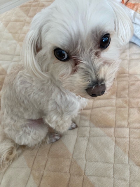 沼津市ペットシッター けんじ君お世話 お客様の声