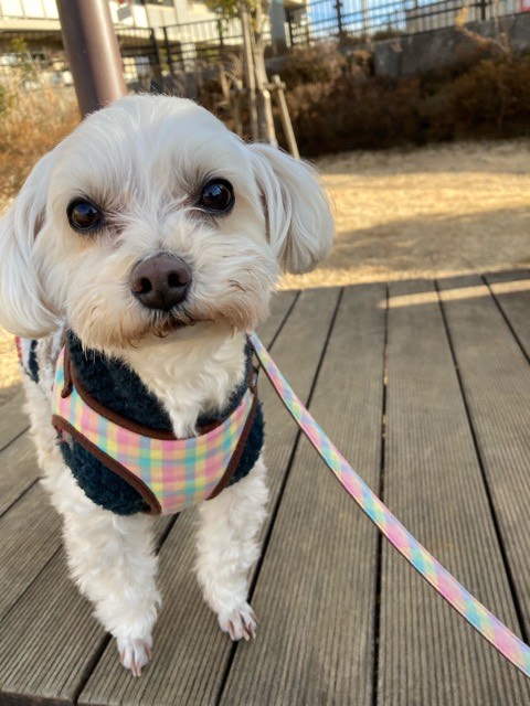 沼津市ペットシッター けんじ君お世話の様子 沼津市